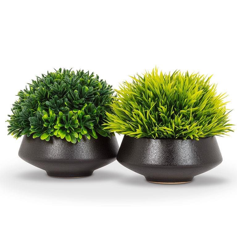 Grassy Plant in Low Pot