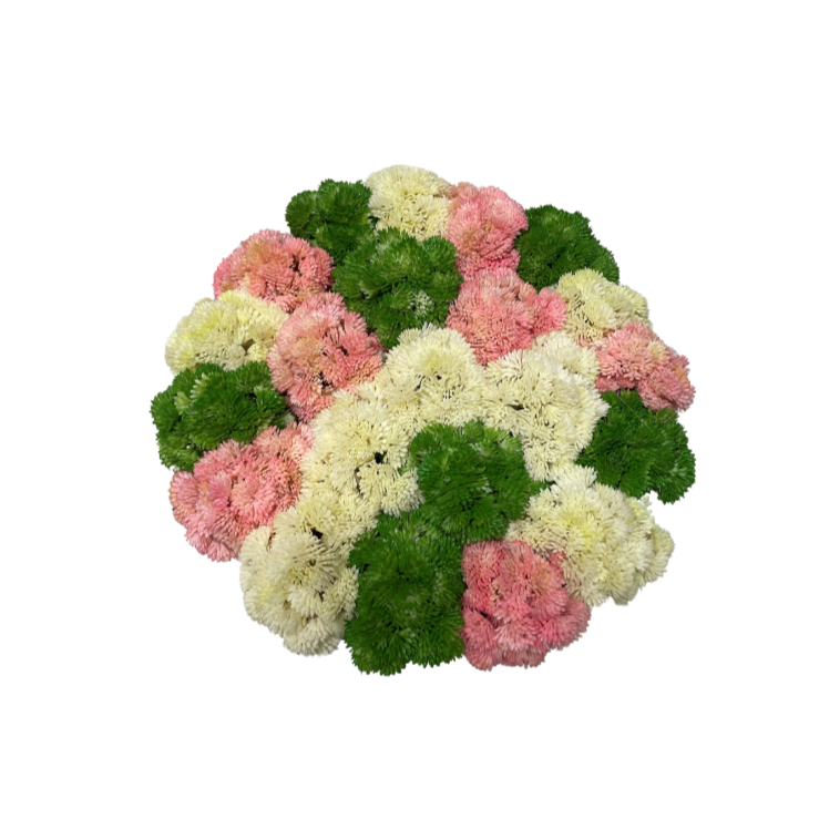 Summer Sedum In Round Pot