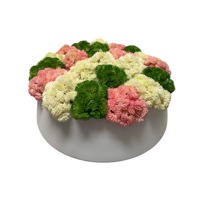 Summer Sedum In Round Pot
