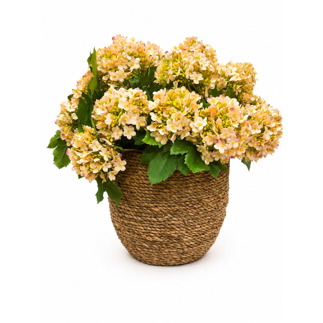 Peach Snowball in Grass Pot