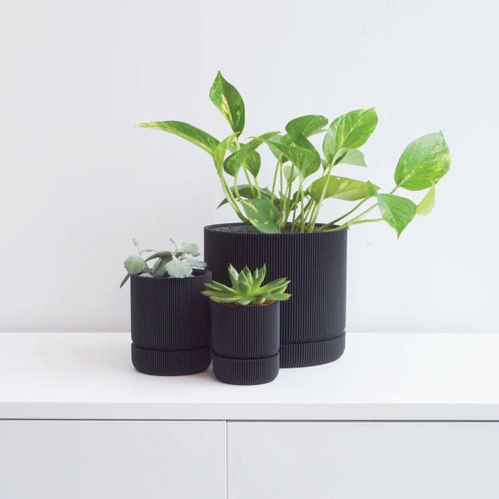 Black Hemlock Planter