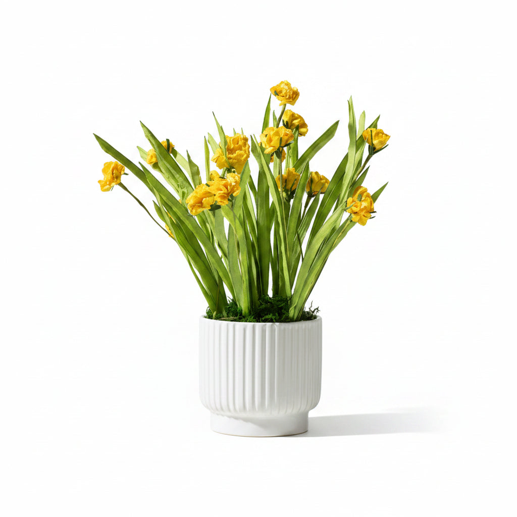 Flaura Mini Daffodils in Ribbed Pot
