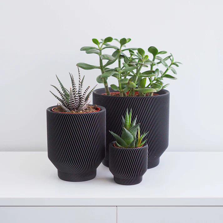 Black Spruce Planter