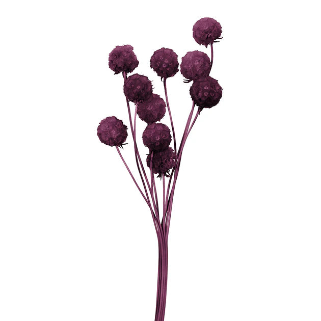 Scabiosa Flower