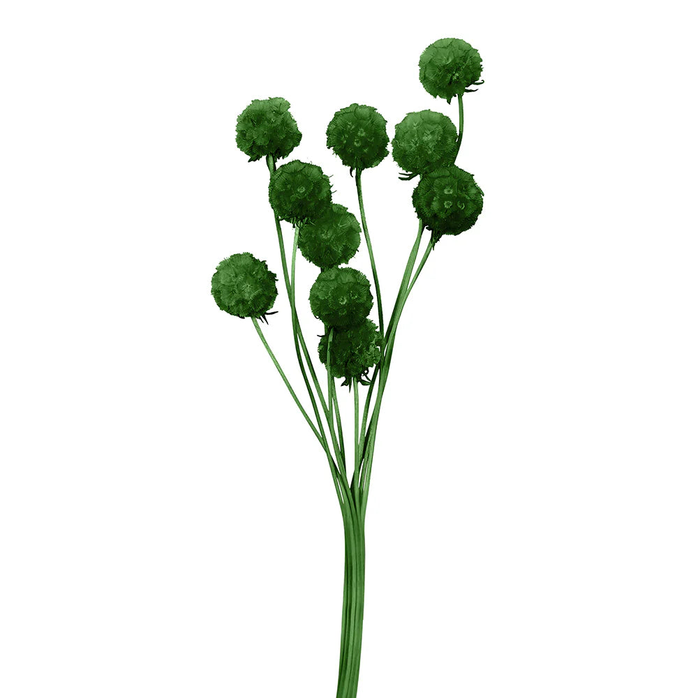 Scabiosa Flower