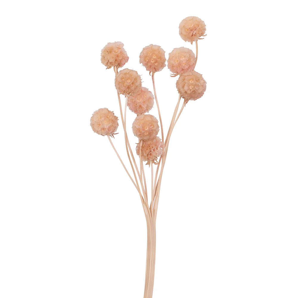 Scabiosa Flower