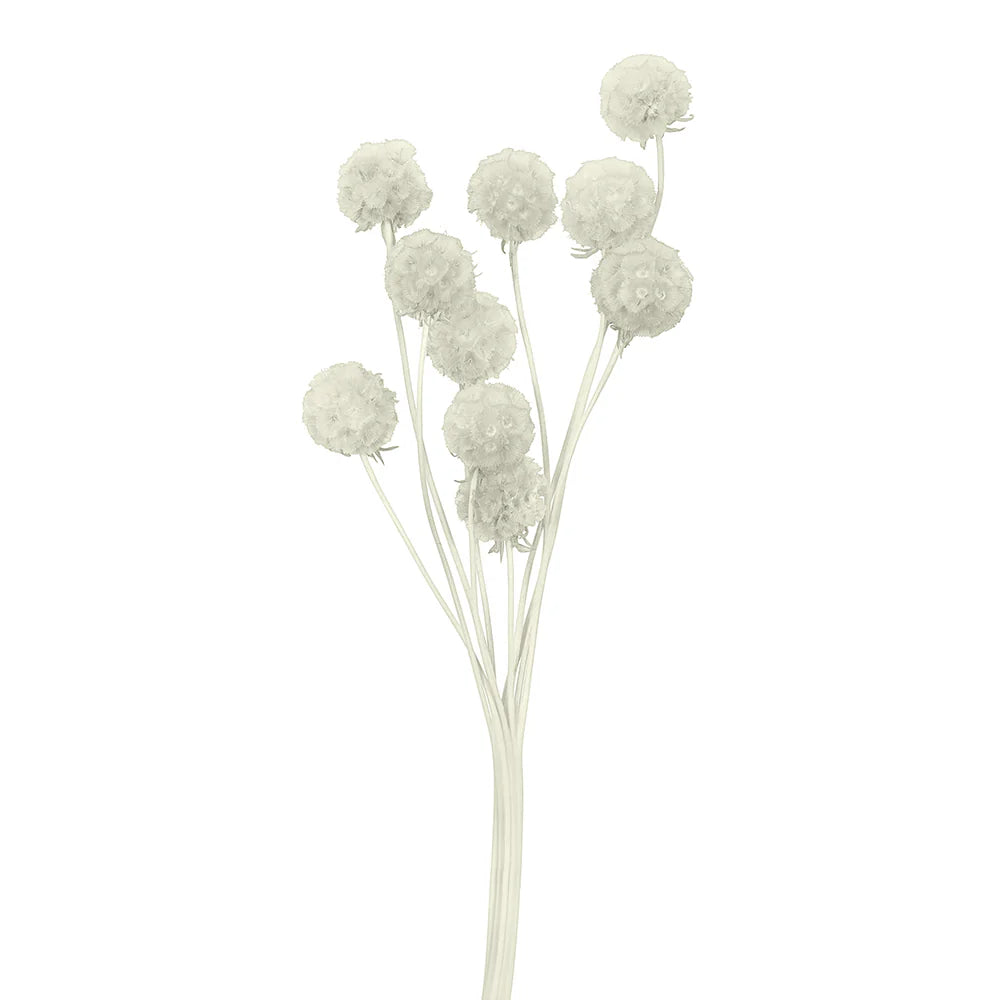 Scabiosa Flower