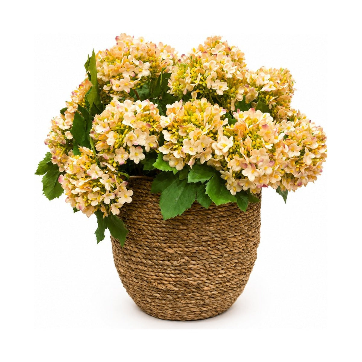Peach Snowball in Grass Pot
