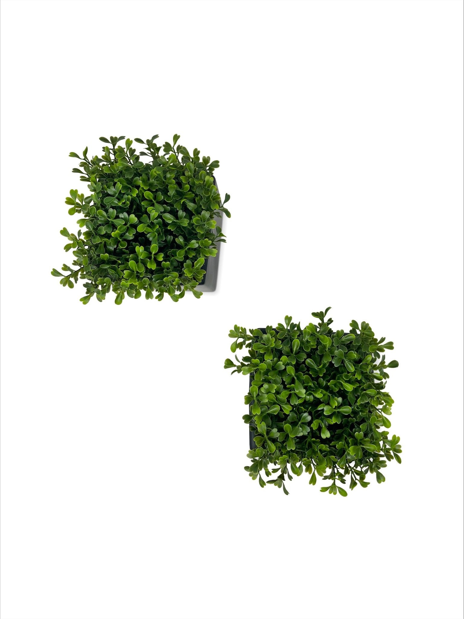 Square Boxwood in Black Ceramic