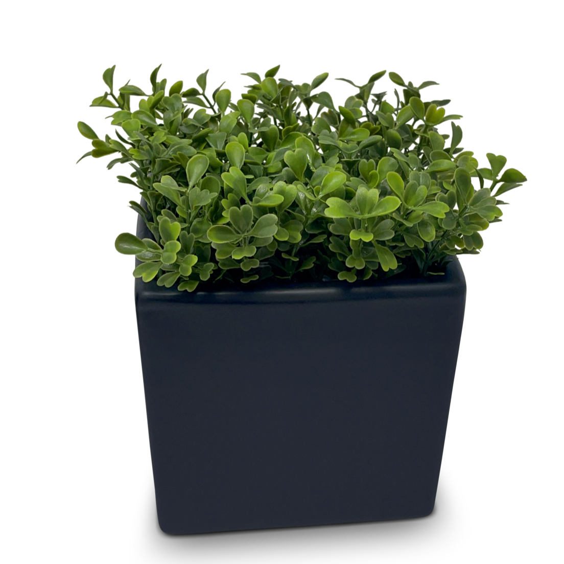 Square Boxwood in Black Ceramic