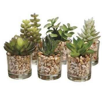 Succulent in Glass Vase