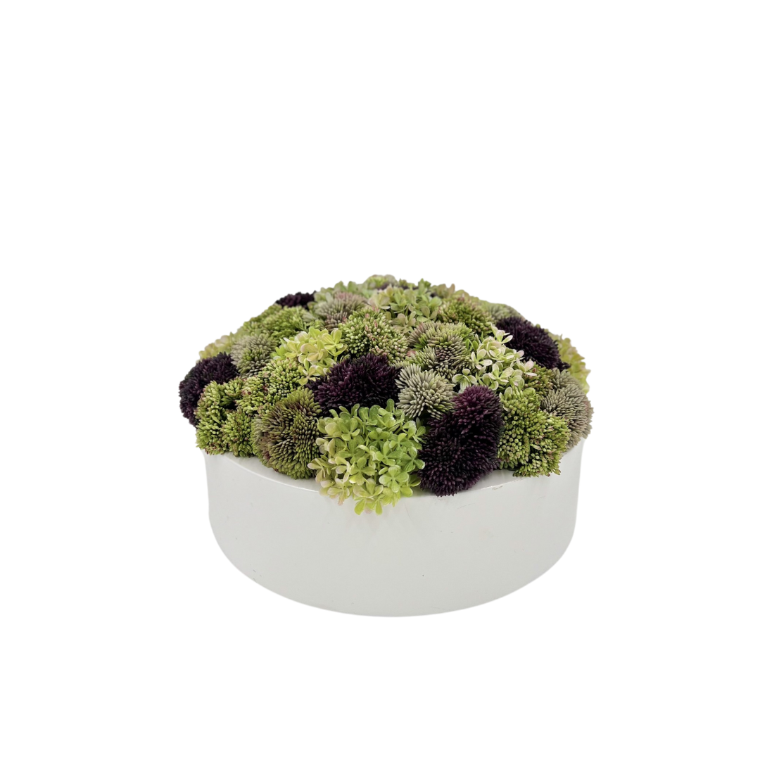 Flaura Purple & Green Sedum In White Pot