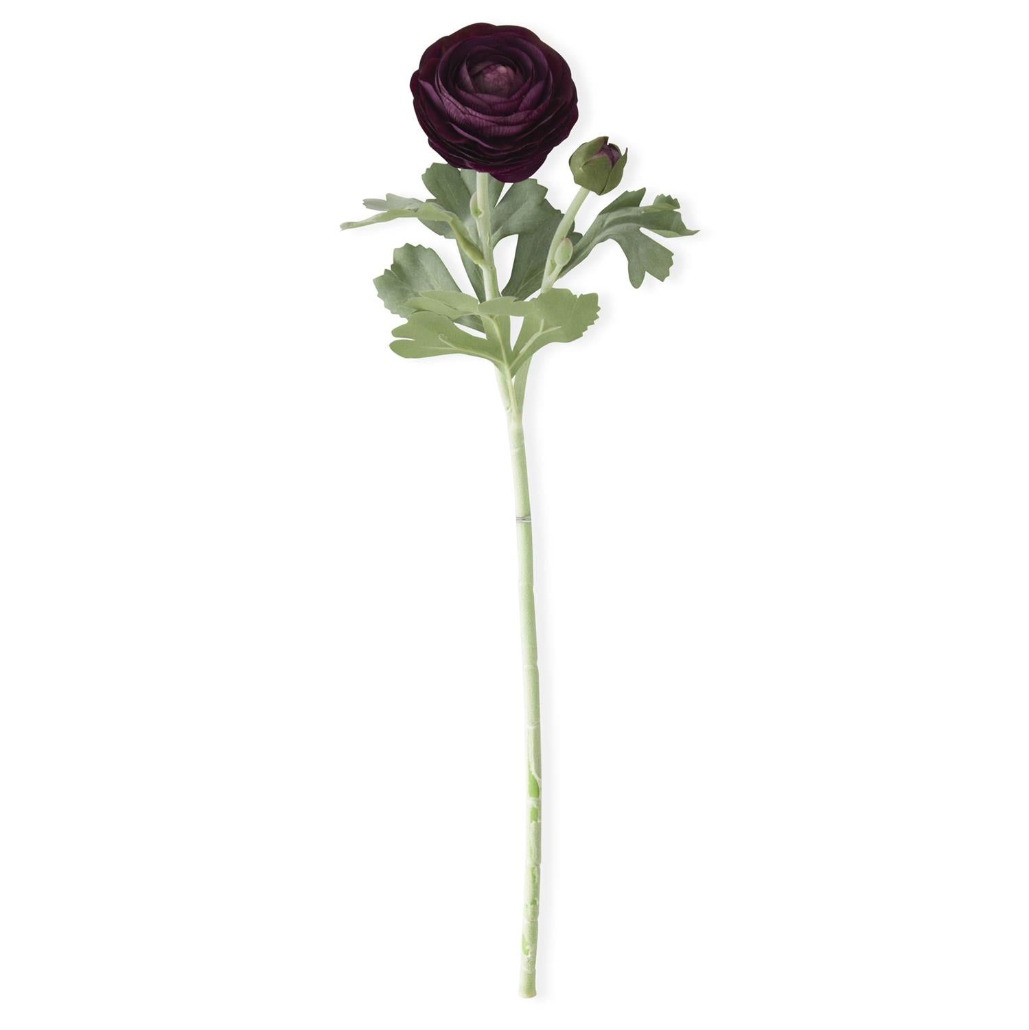 Dark Purple Bud & Bloom Ranunculus Stem