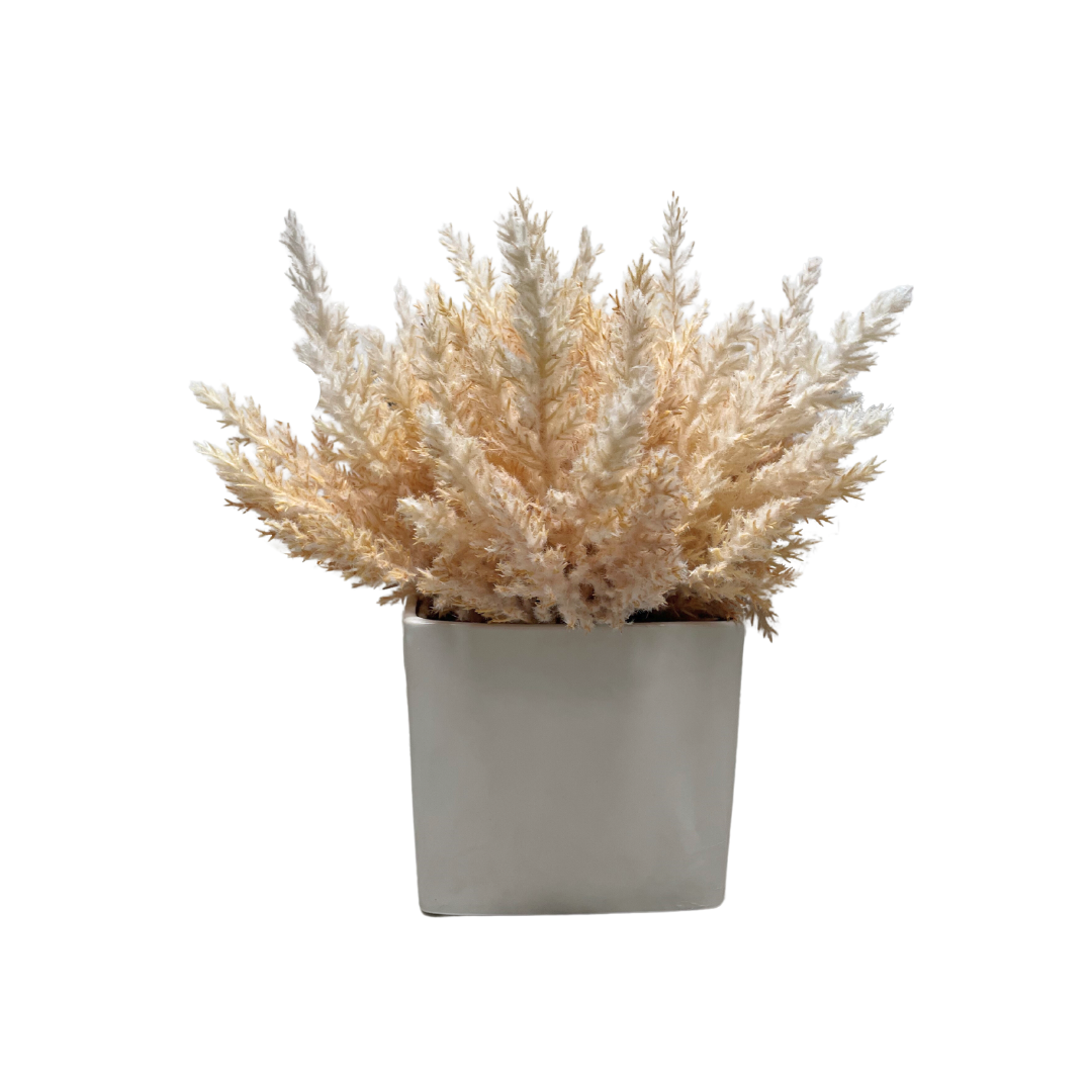 Beige Pampas In Glossy White Pot