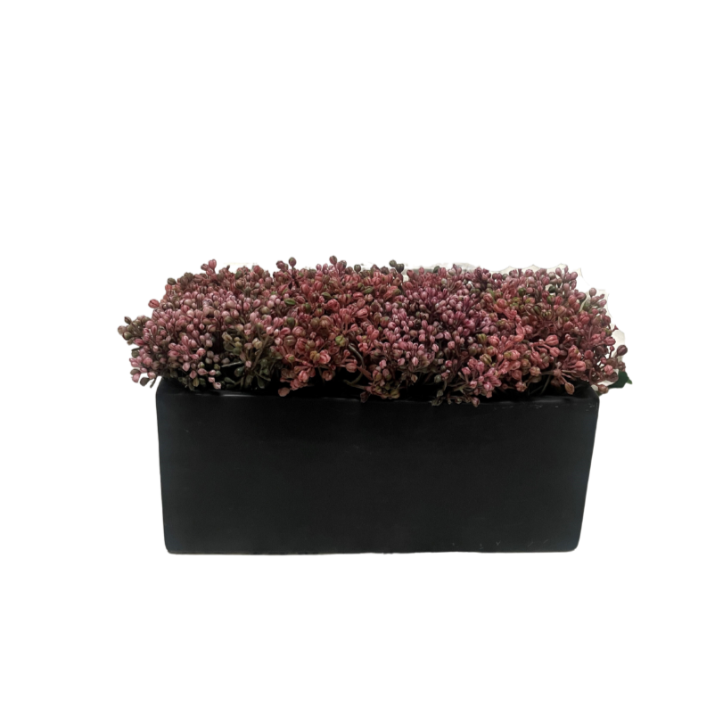 Allium In Black Ceramic Pot