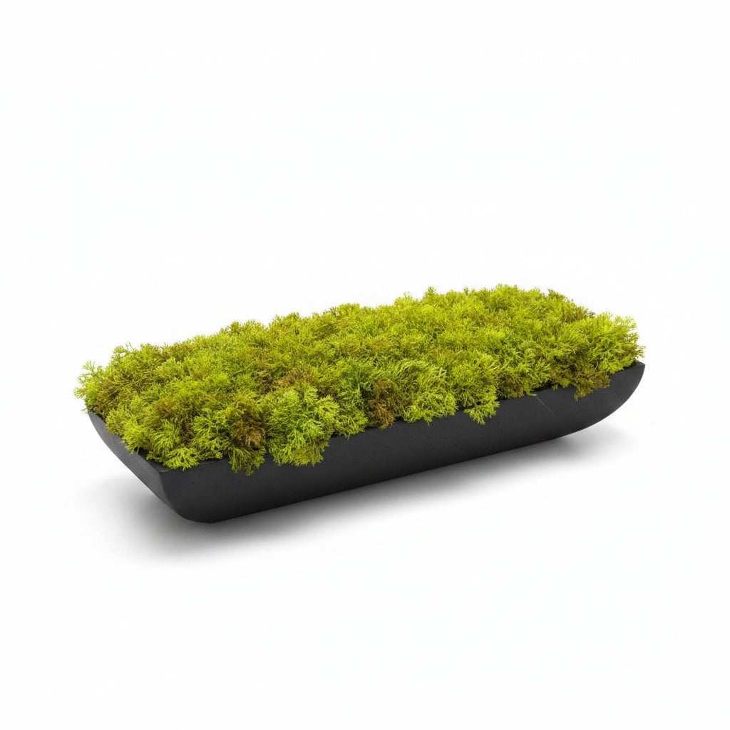 Moss in Black Ractangle Long Vase