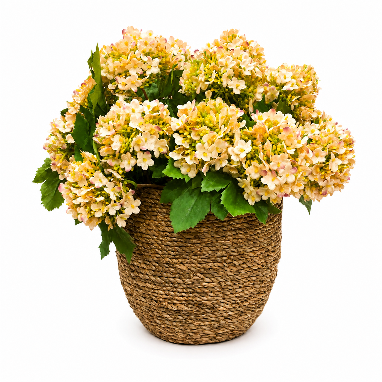 Peach Snowball in Grass Pot