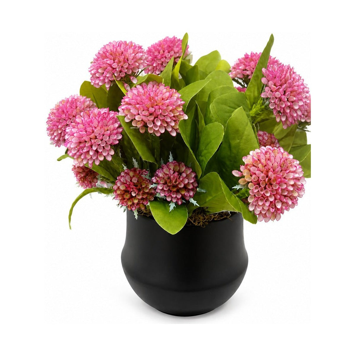 Dahlias in Black Pot